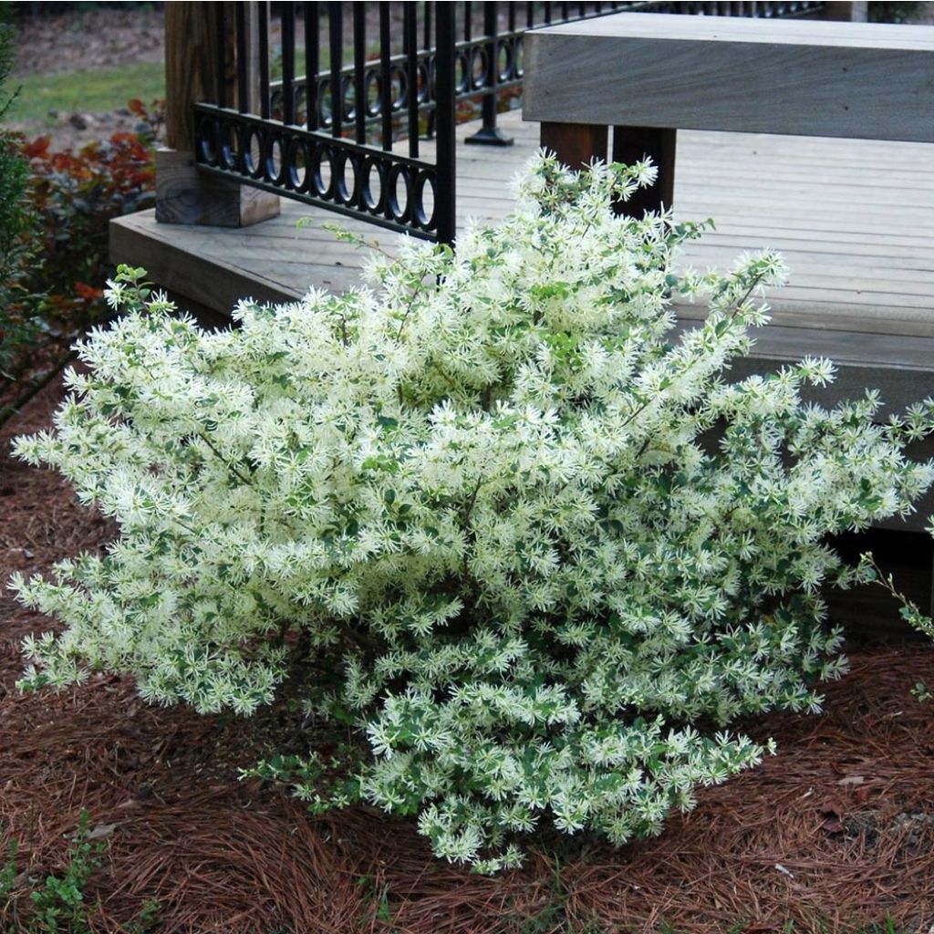 Loropetalum chinense Carolina Moonlight