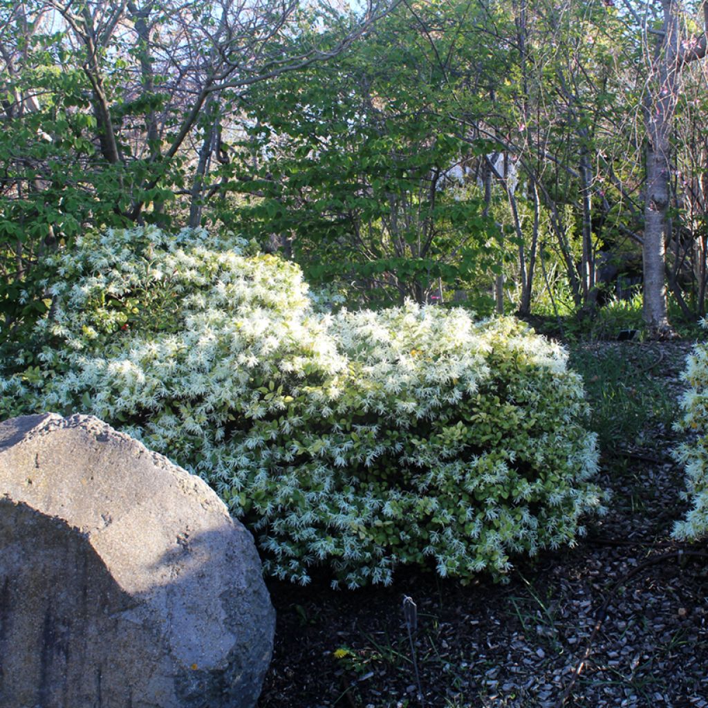 Loropetalum chinense Carolina Moonlight - Riemenblüte