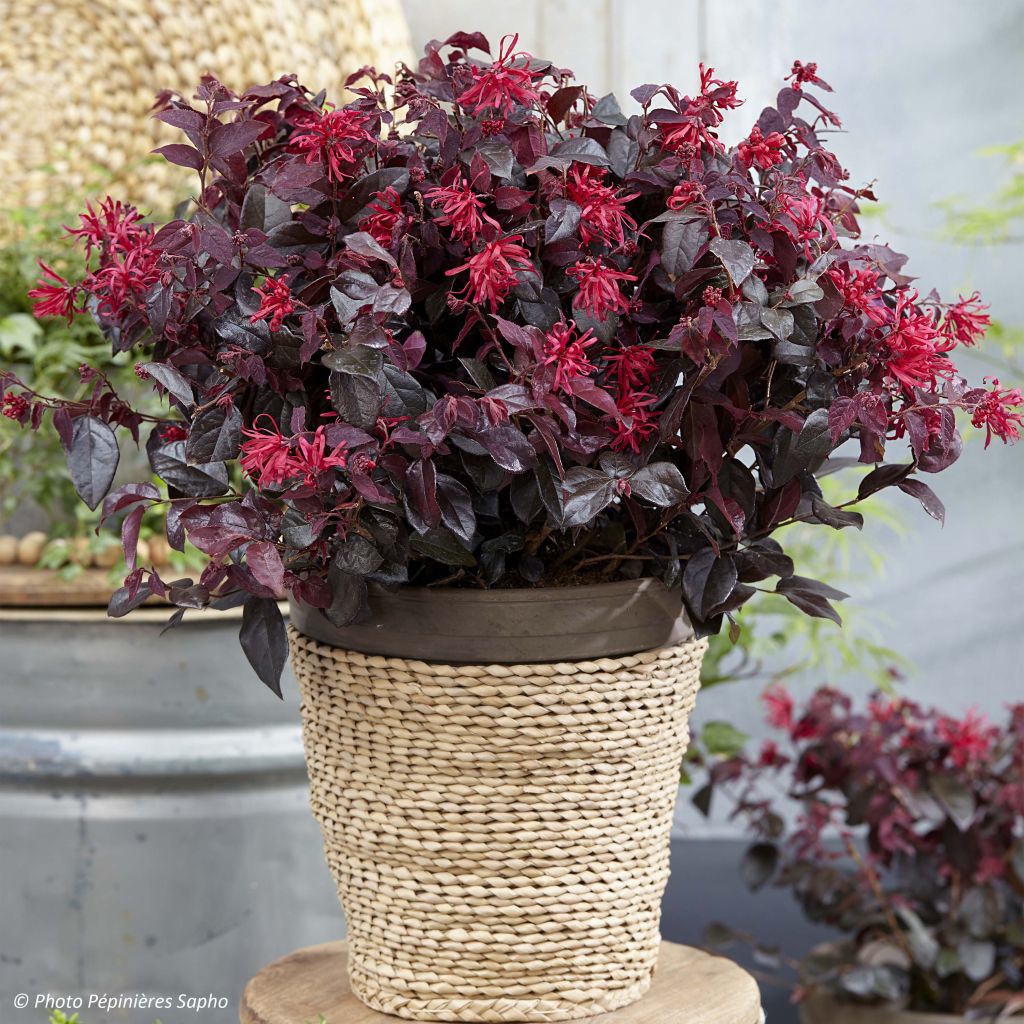 Loropetalum chinense Ever Red