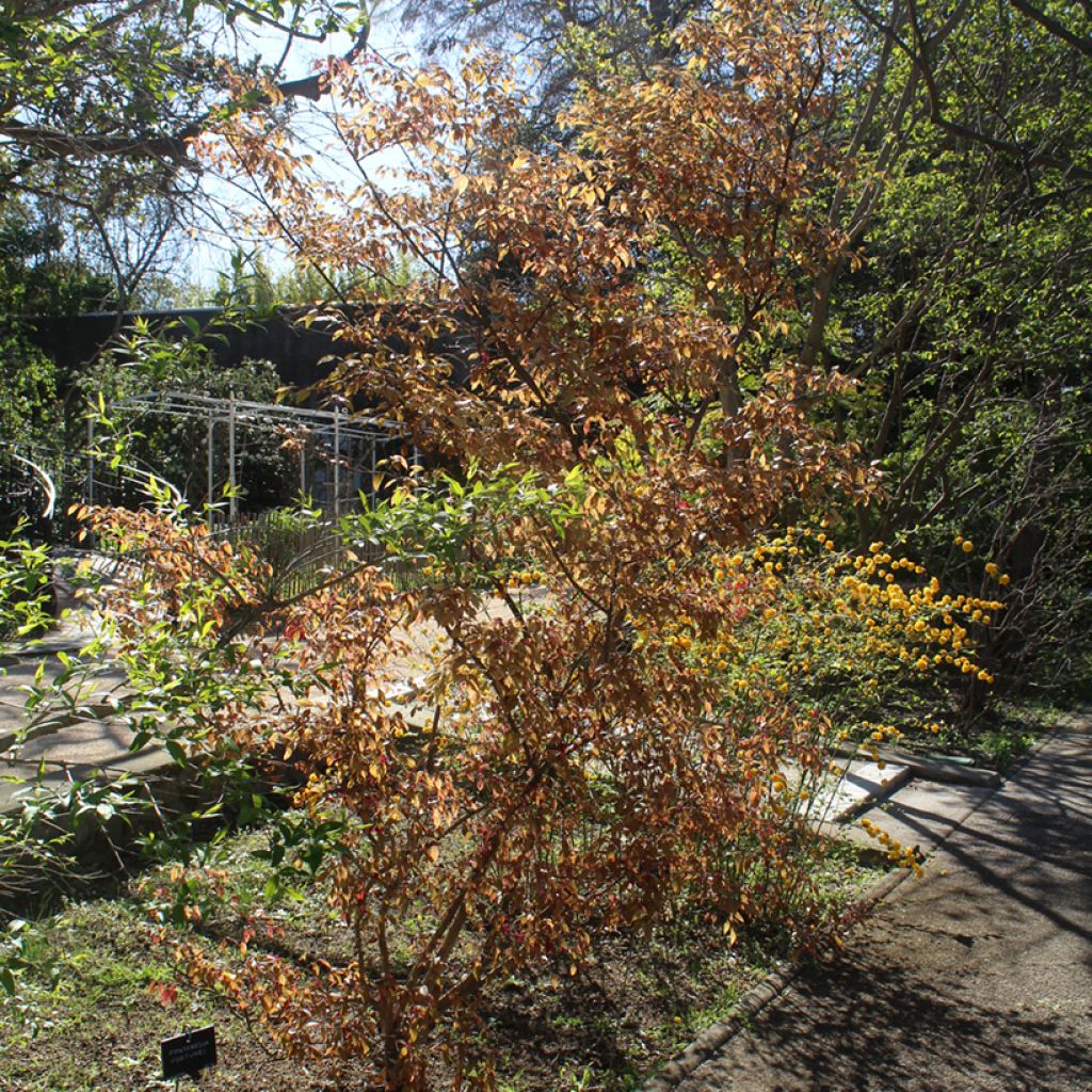 Loropetalum chinense - Riemenblüte