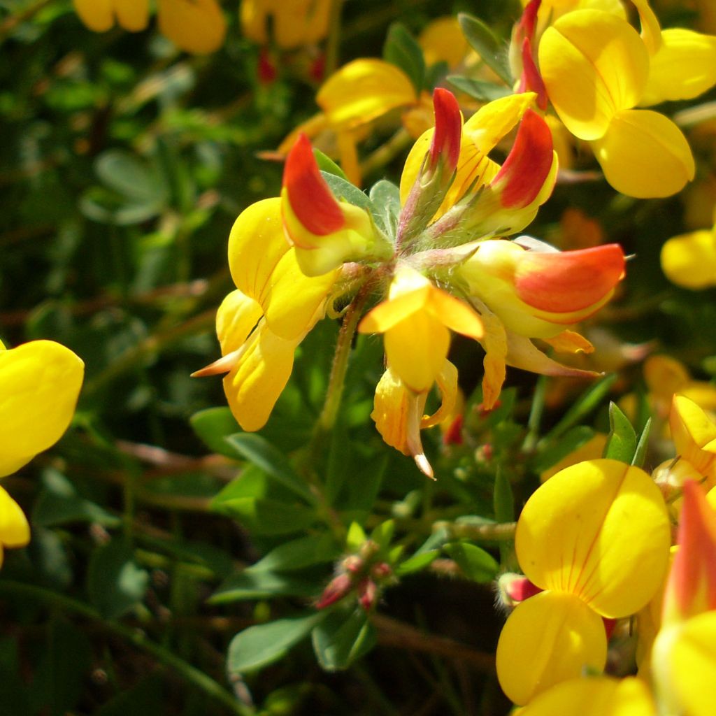 Lotus corniculatus Plenus - Lotier commun à fleurs doubles