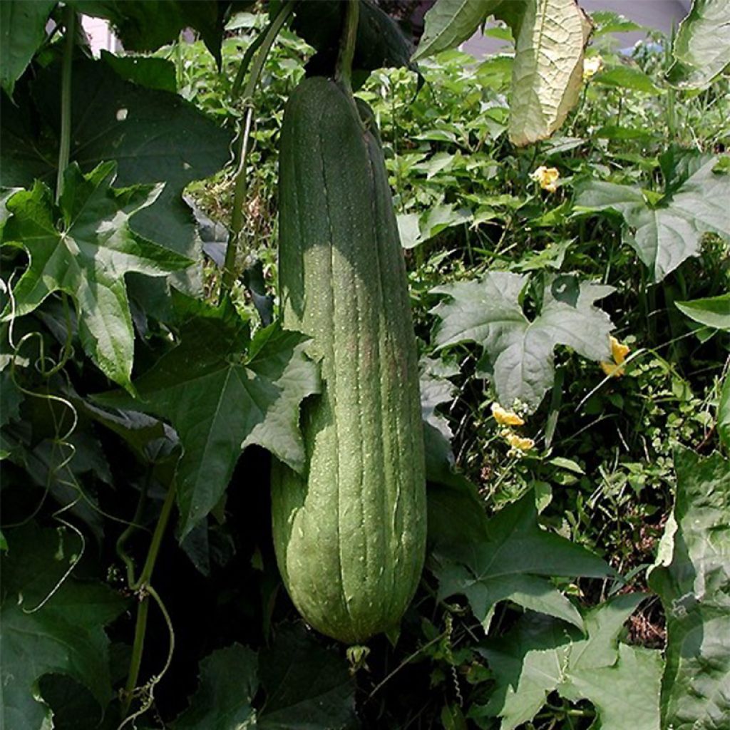 Luffagurke - Luffa cylindrica