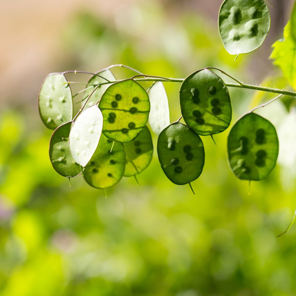 Ausdauerndes Silberblatt - Lunaria rediviva