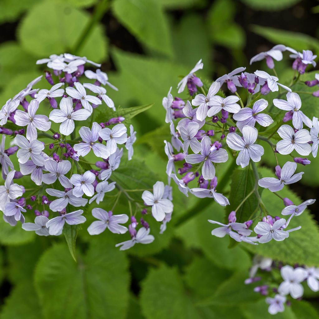 Ausdauerndes Silberblatt - Lunaria rediviva