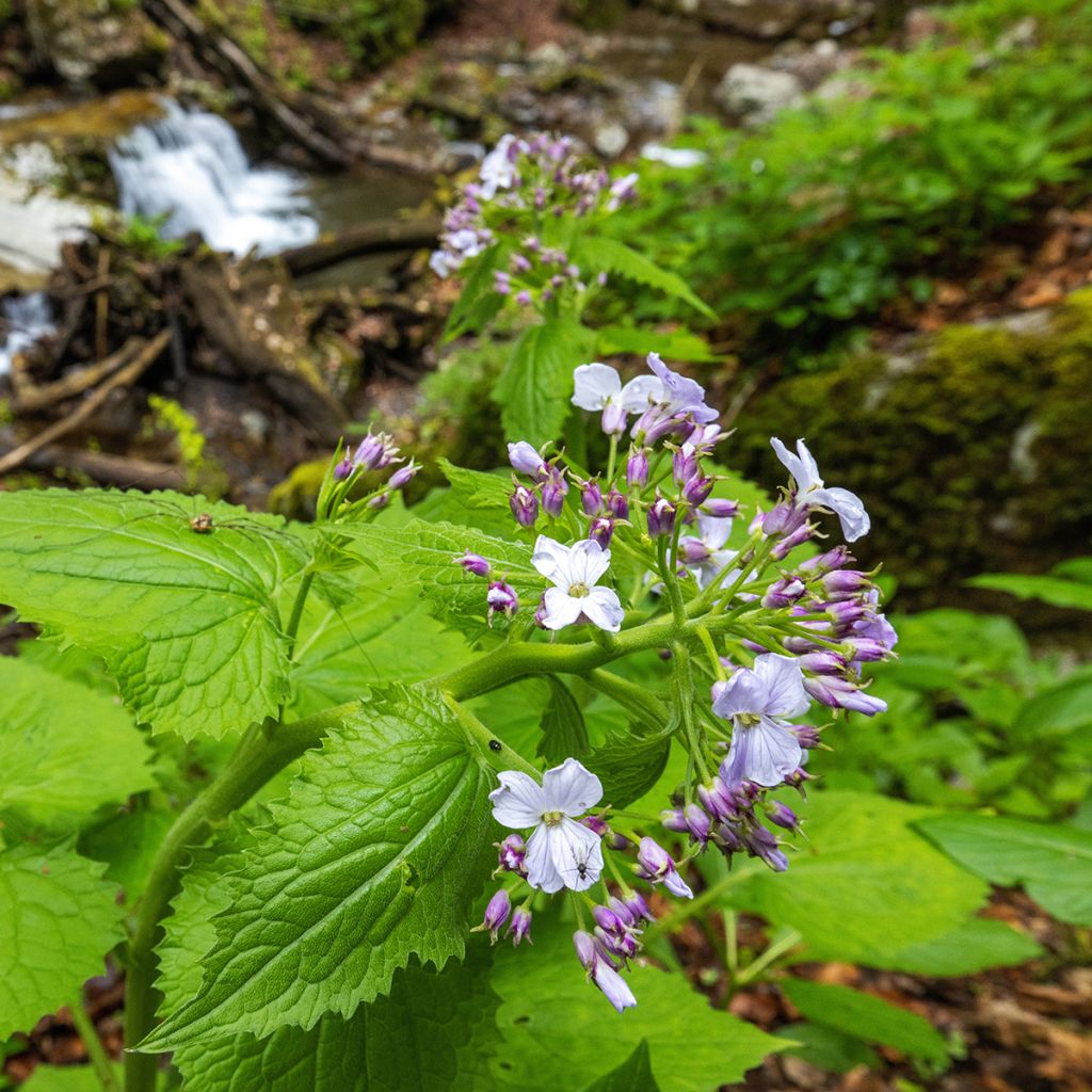 Ausdauerndes Silberblatt - Lunaria rediviva