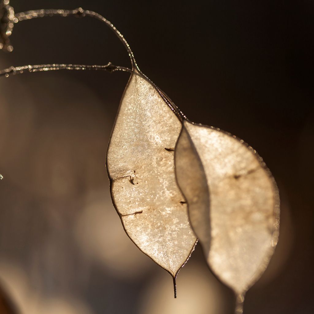 Ausdauerndes Silberblatt - Lunaria rediviva