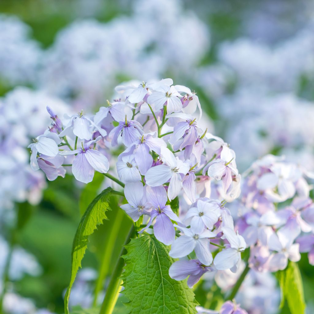 Ausdauerndes Silberblatt - Lunaria rediviva