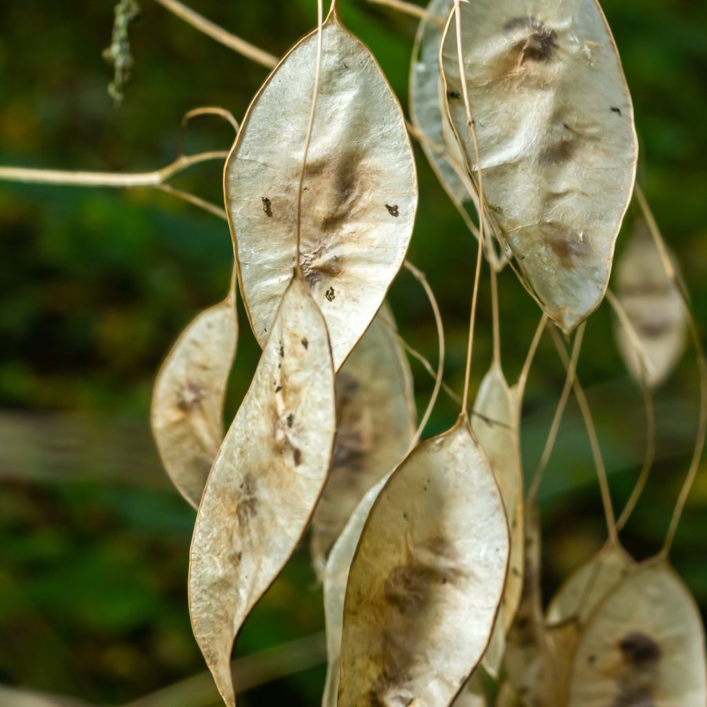 Ausdauerndes Silberblatt - Lunaria rediviva