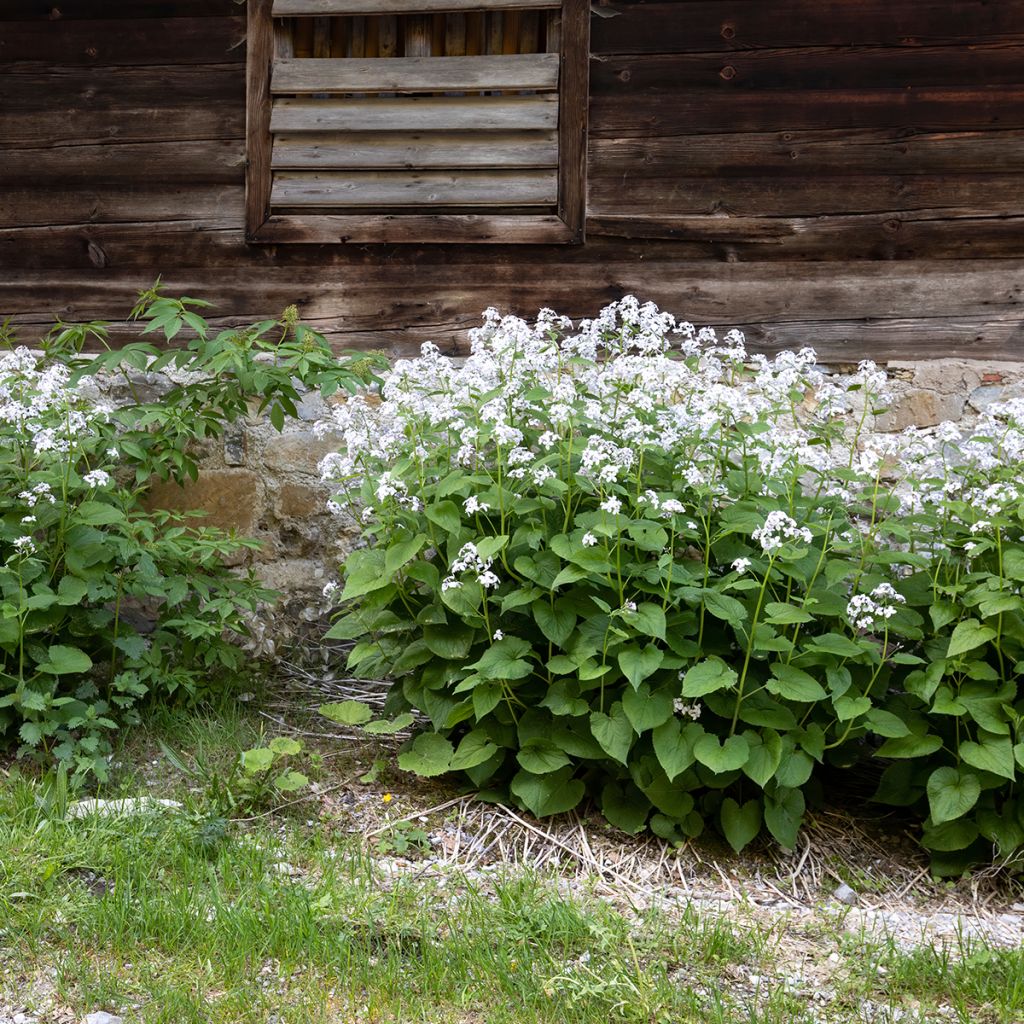 Ausdauerndes Silberblatt - Lunaria rediviva