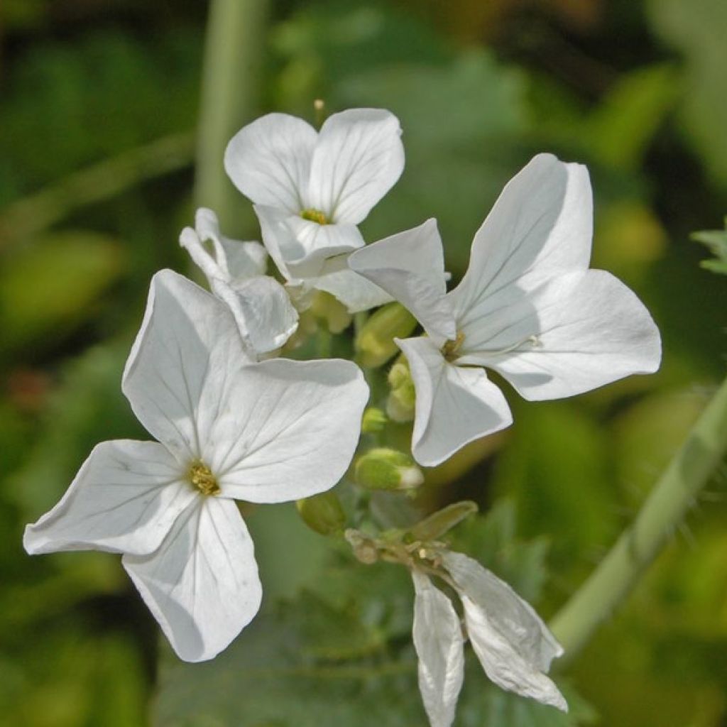 Monnaie du Pape Blanche - Lunaria annua Alba