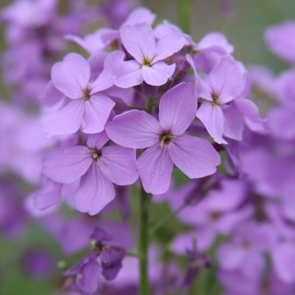 Silberblatt - Lunaria annua