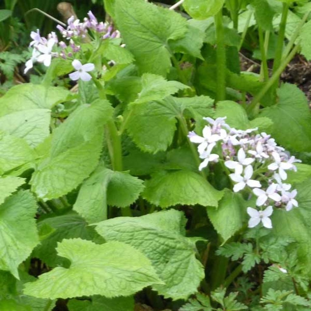 Ausdauerndes Silberblatt - Lunaria rediviva