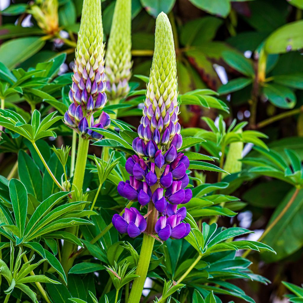 Staudenlupine Gallery Blue