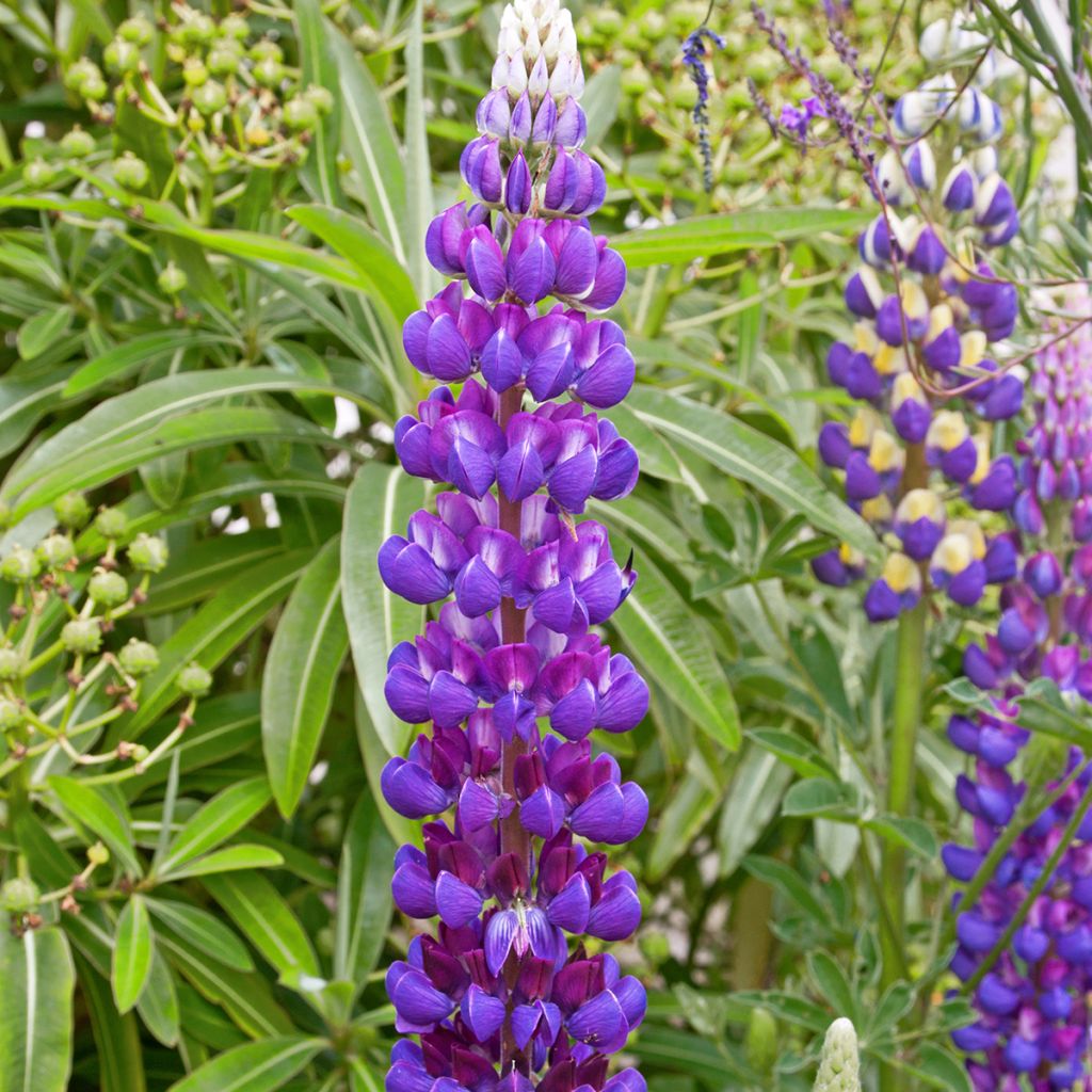 Staudenlupine Gallery Blue