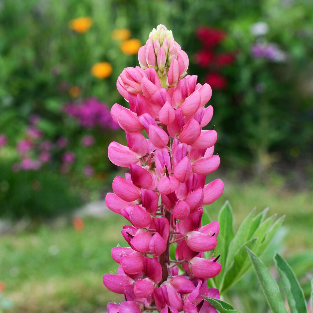 Staudenlupine Gallery Pink