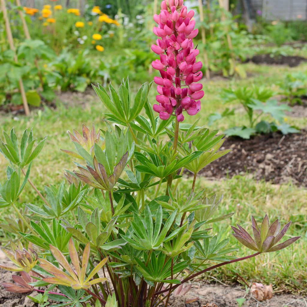 Staudenlupine Gallery Pink