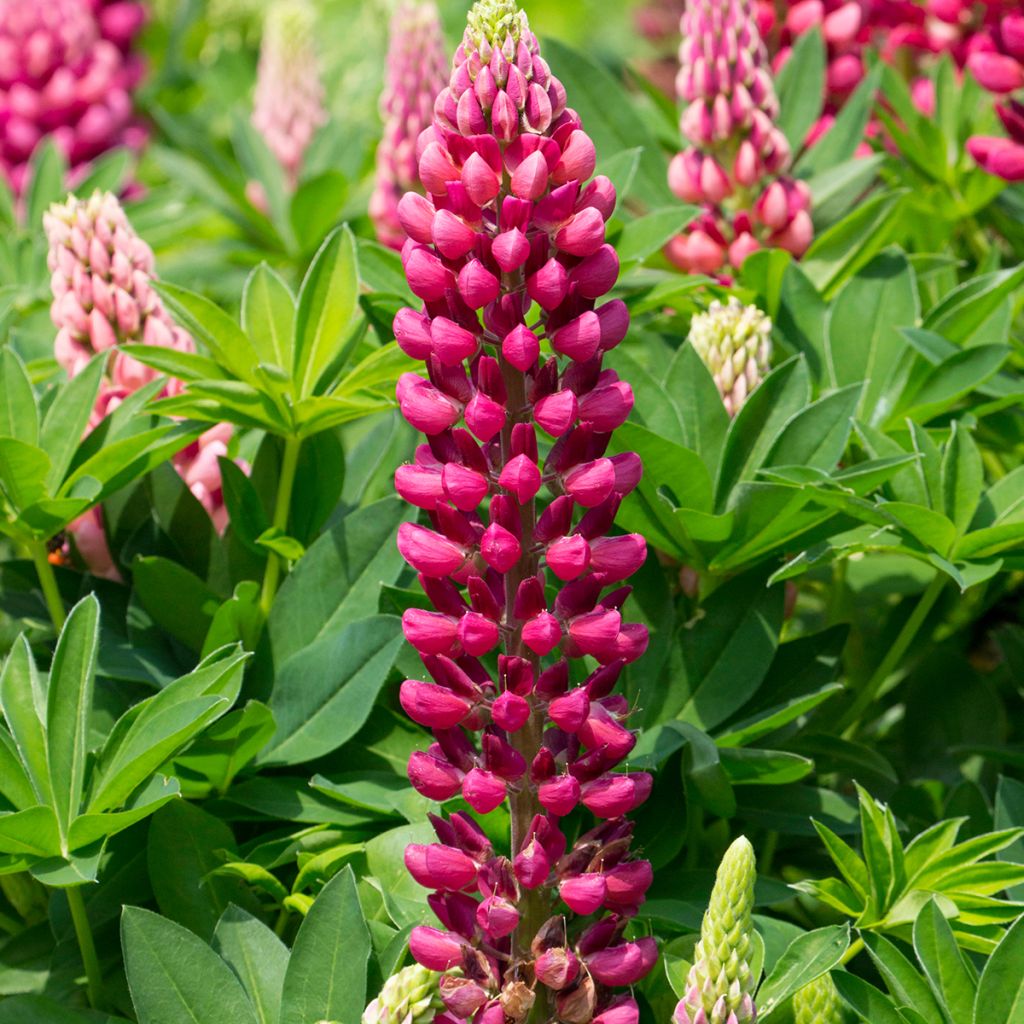 Staudenlupine Gallery Red