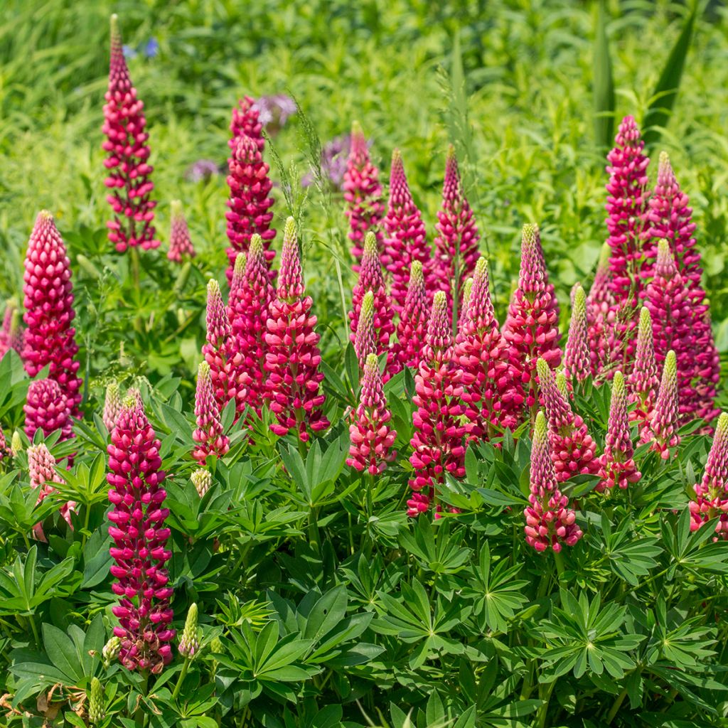 Staudenlupine Gallery Red