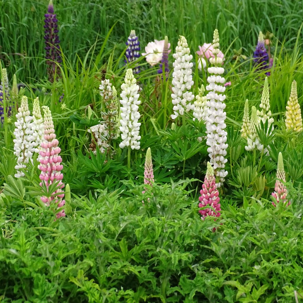 Lupin Gallery White