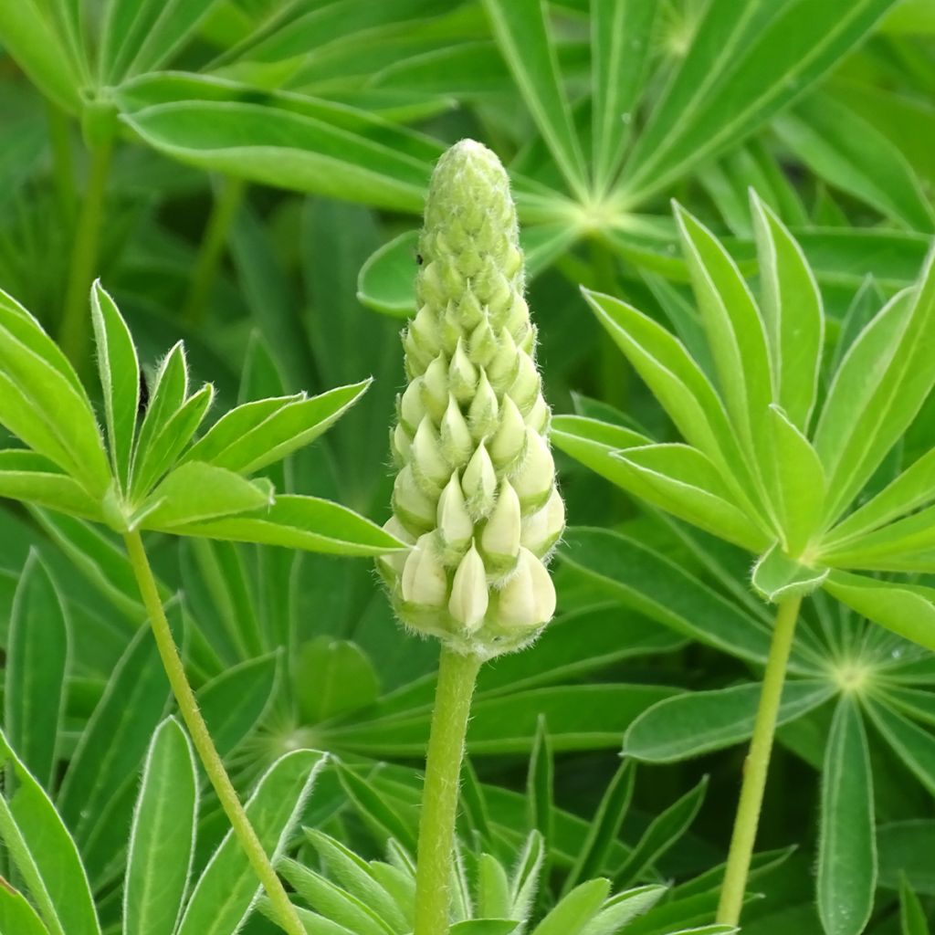 Lupin Gallery White