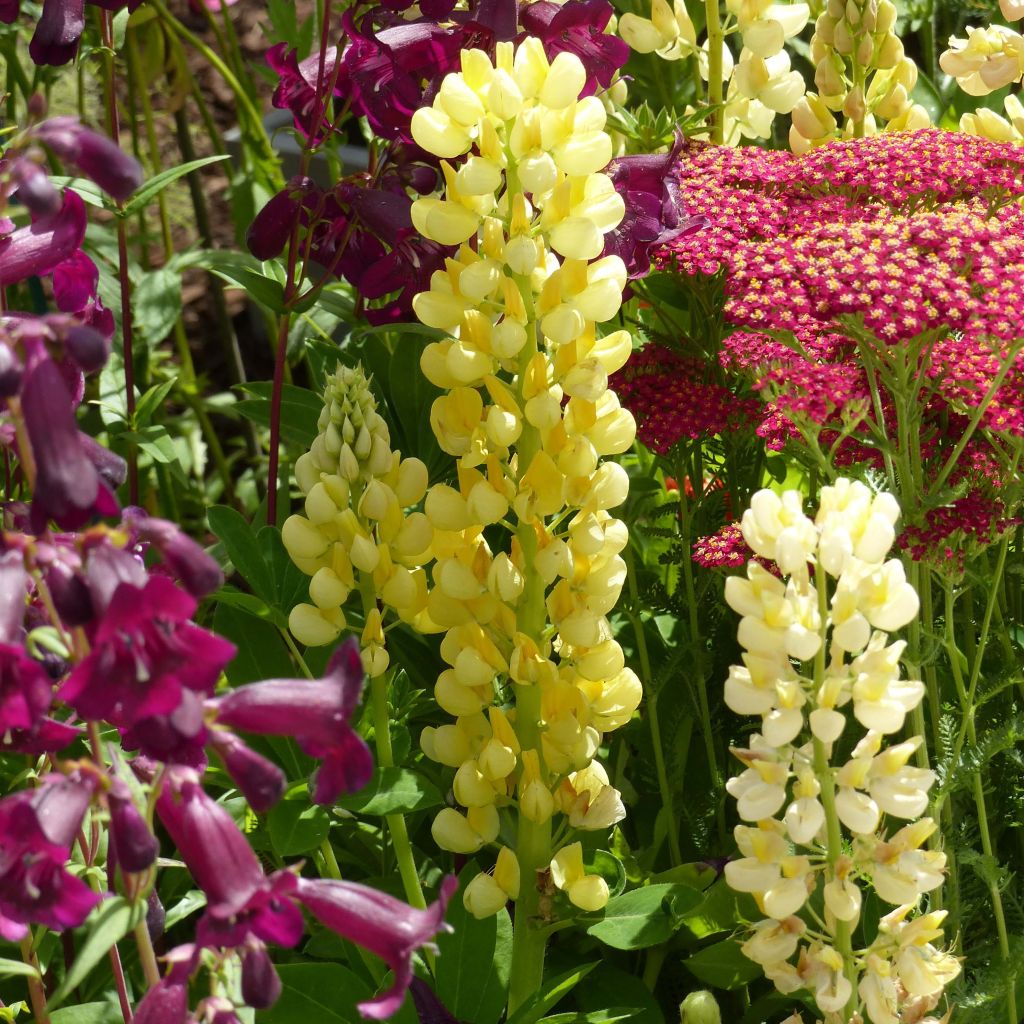 Staudenlupine Gallery Yellow