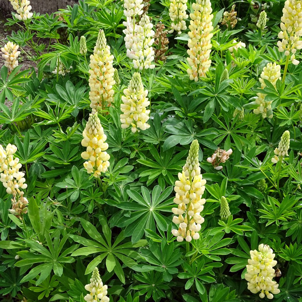 Lupin Gallery Yellow