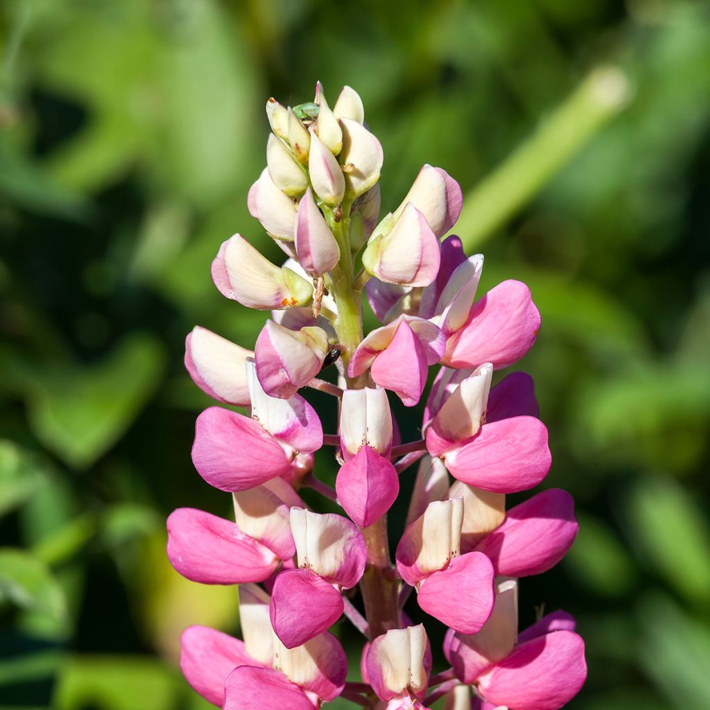 Staudenlupine The Châtelaine