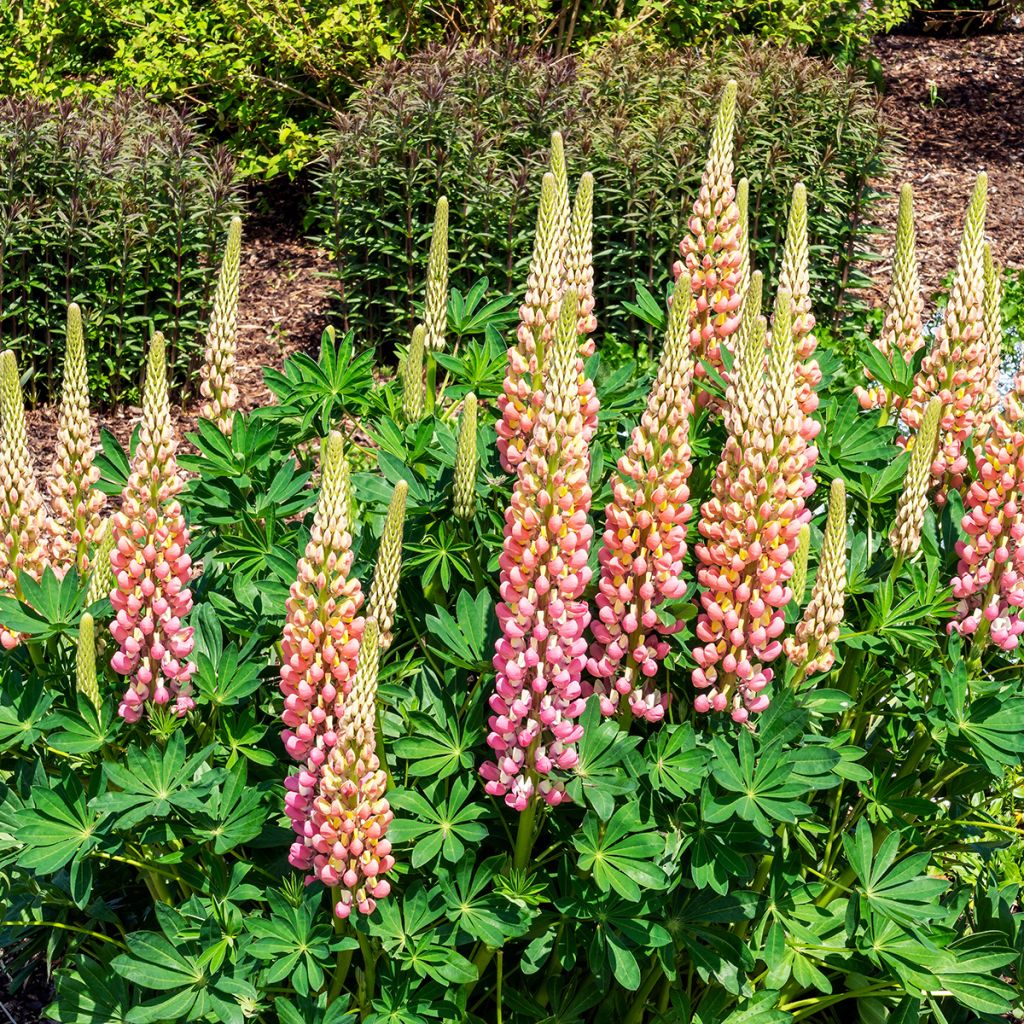 Staudenlupine The Châtelaine