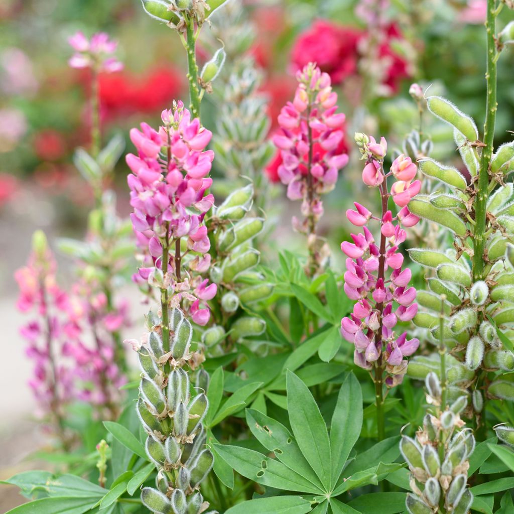 Staudenlupine The Châtelaine