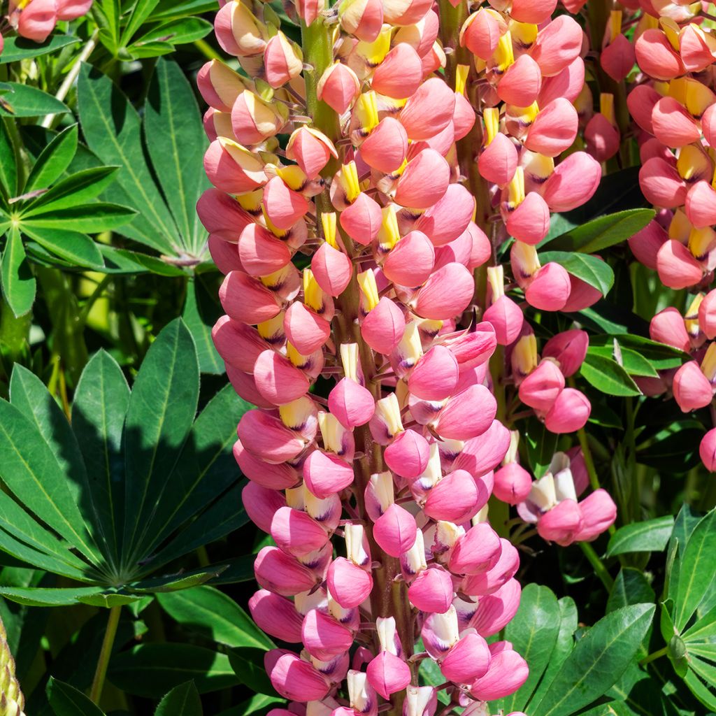 Staudenlupine The Châtelaine