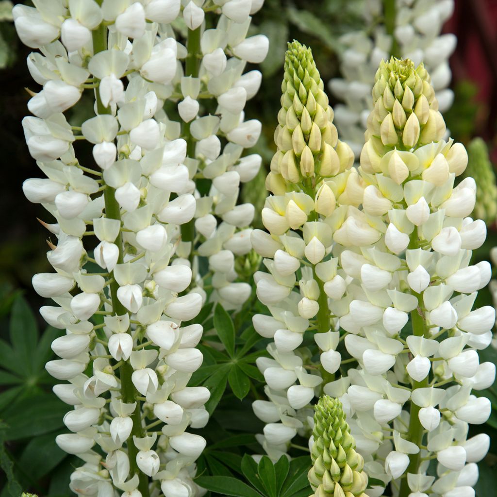 Staudenlupine Noblemaiden