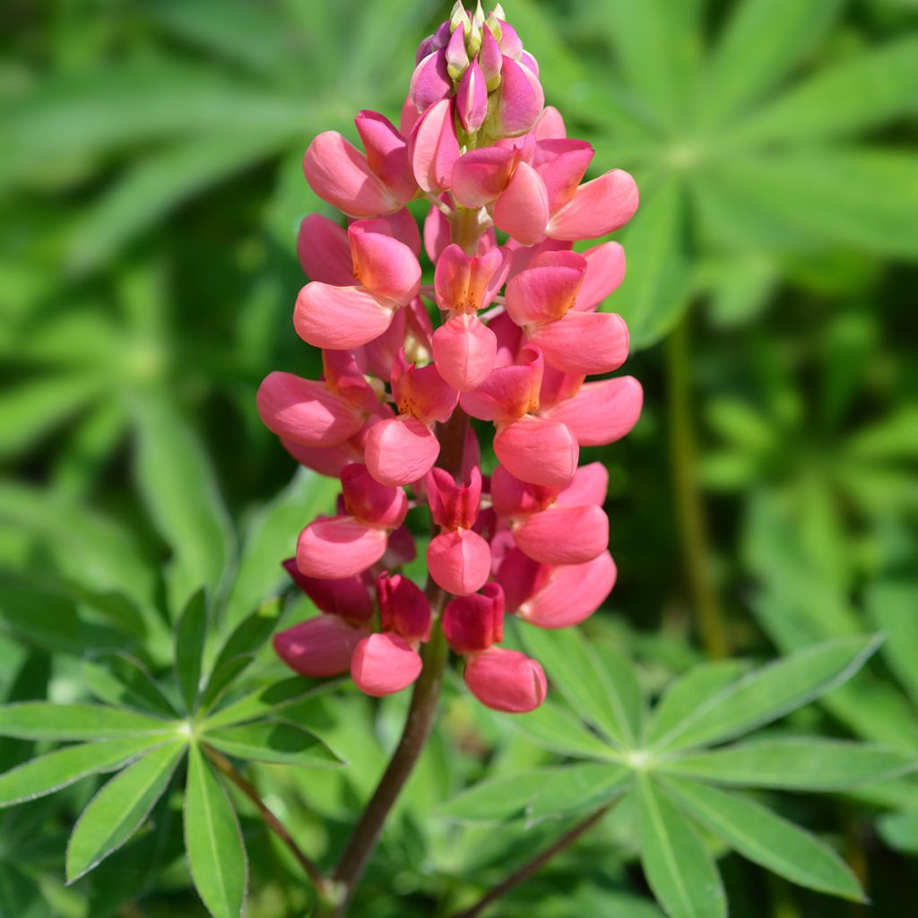 Staudenlupine My Castle