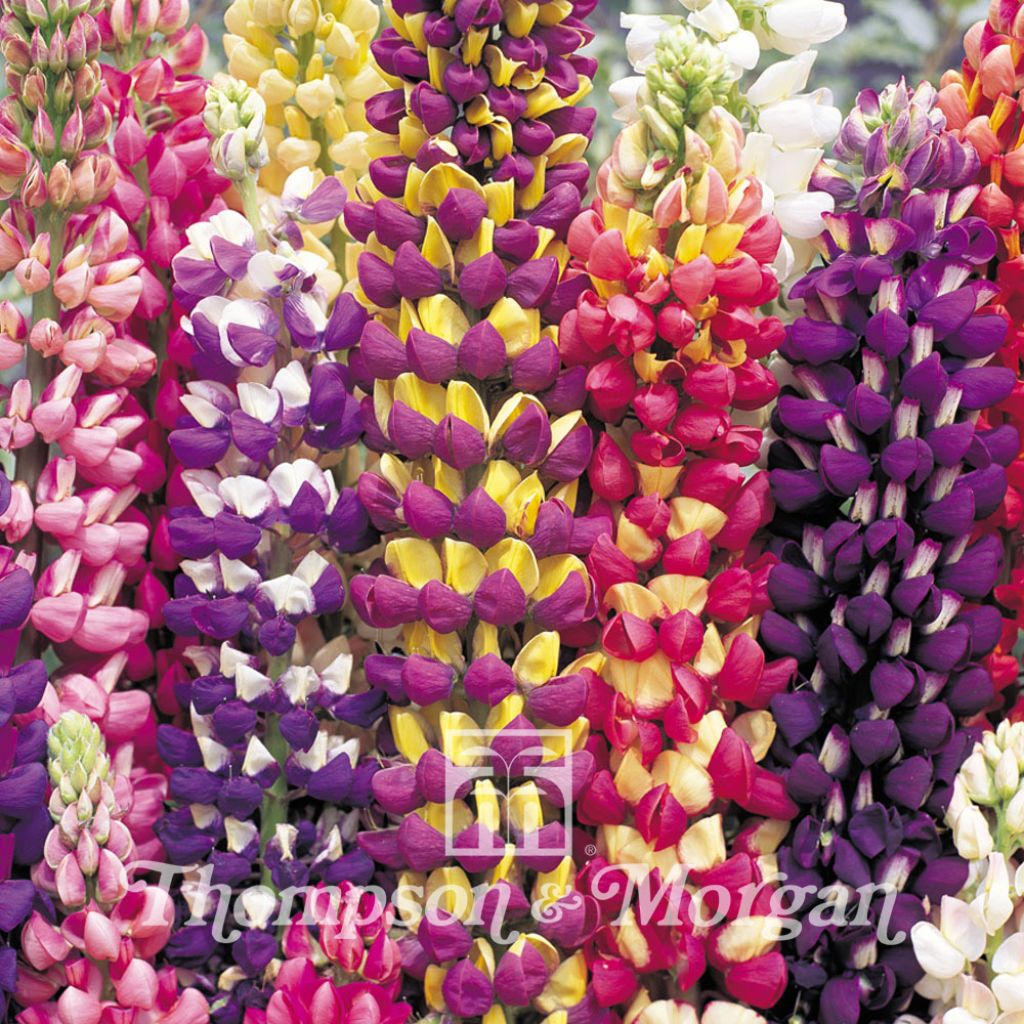 Vielblättrige Lupine Tutti Frutti (Samen)