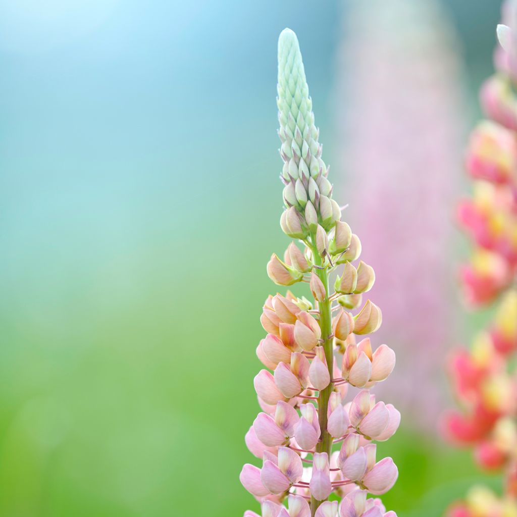 Staudenlupine West Country Blossom