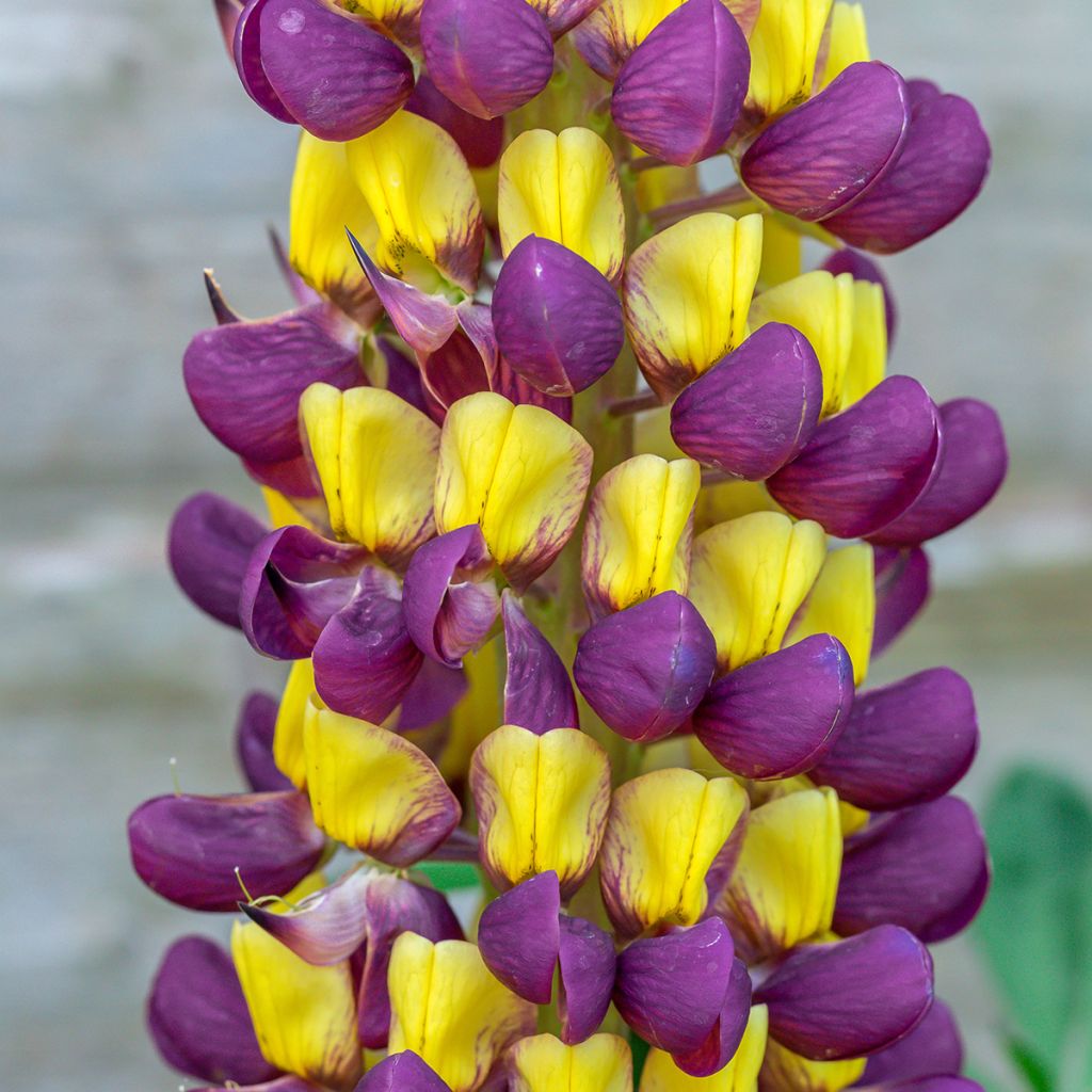 Staudenlupine West Country Manhattan Lights