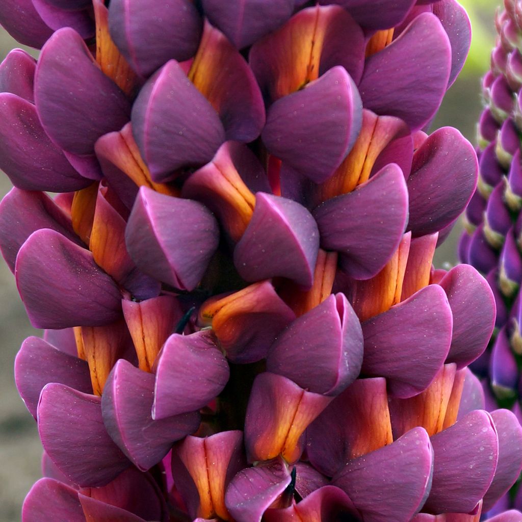 Staudenlupine Masterpiece