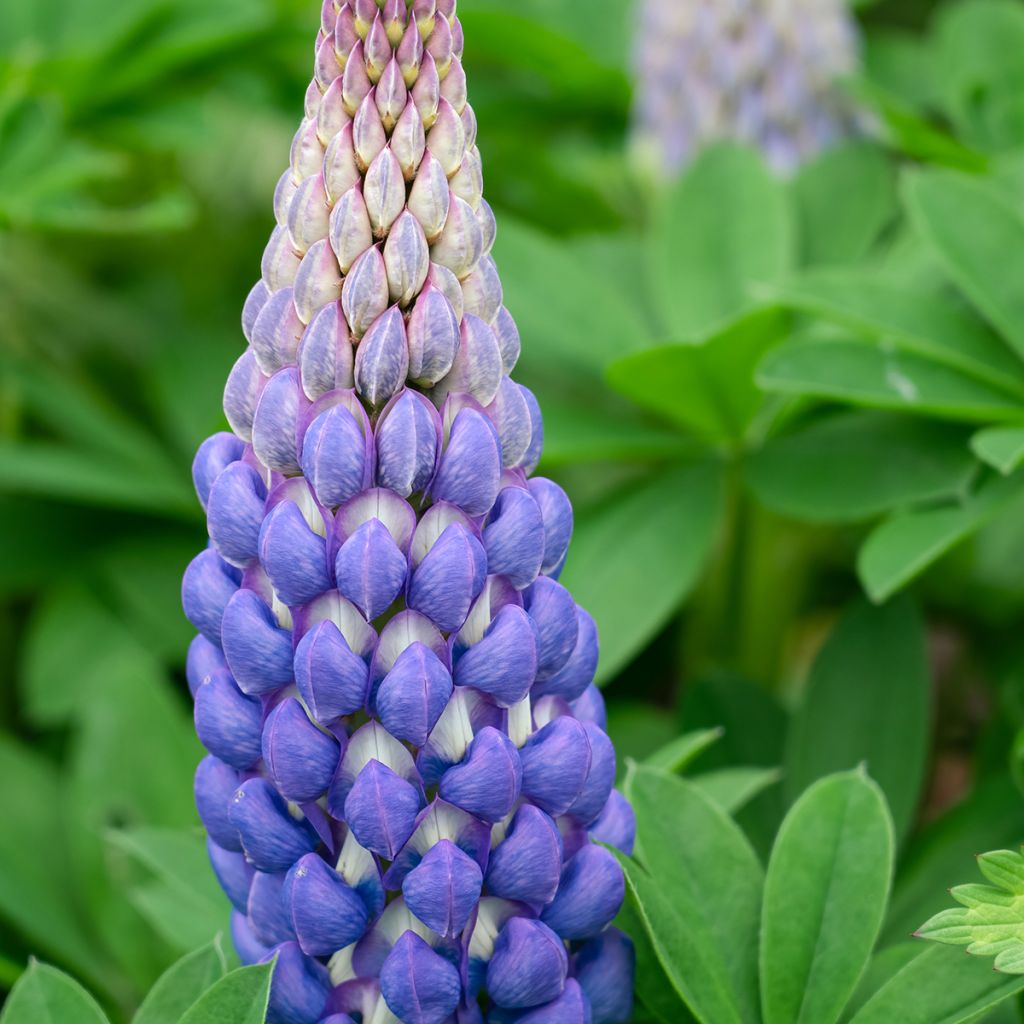 Staudenlupine West Country Persian Slipper