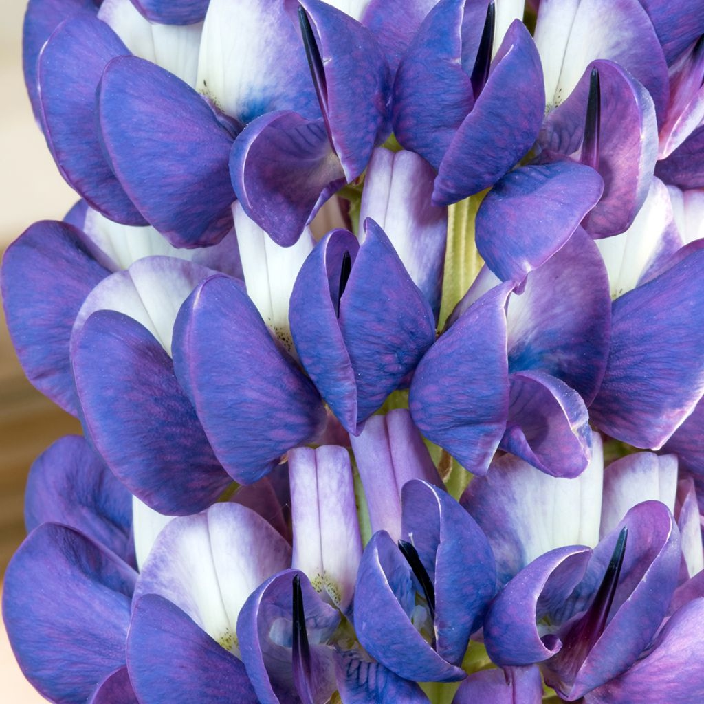 Staudenlupine West Country Persian Slipper