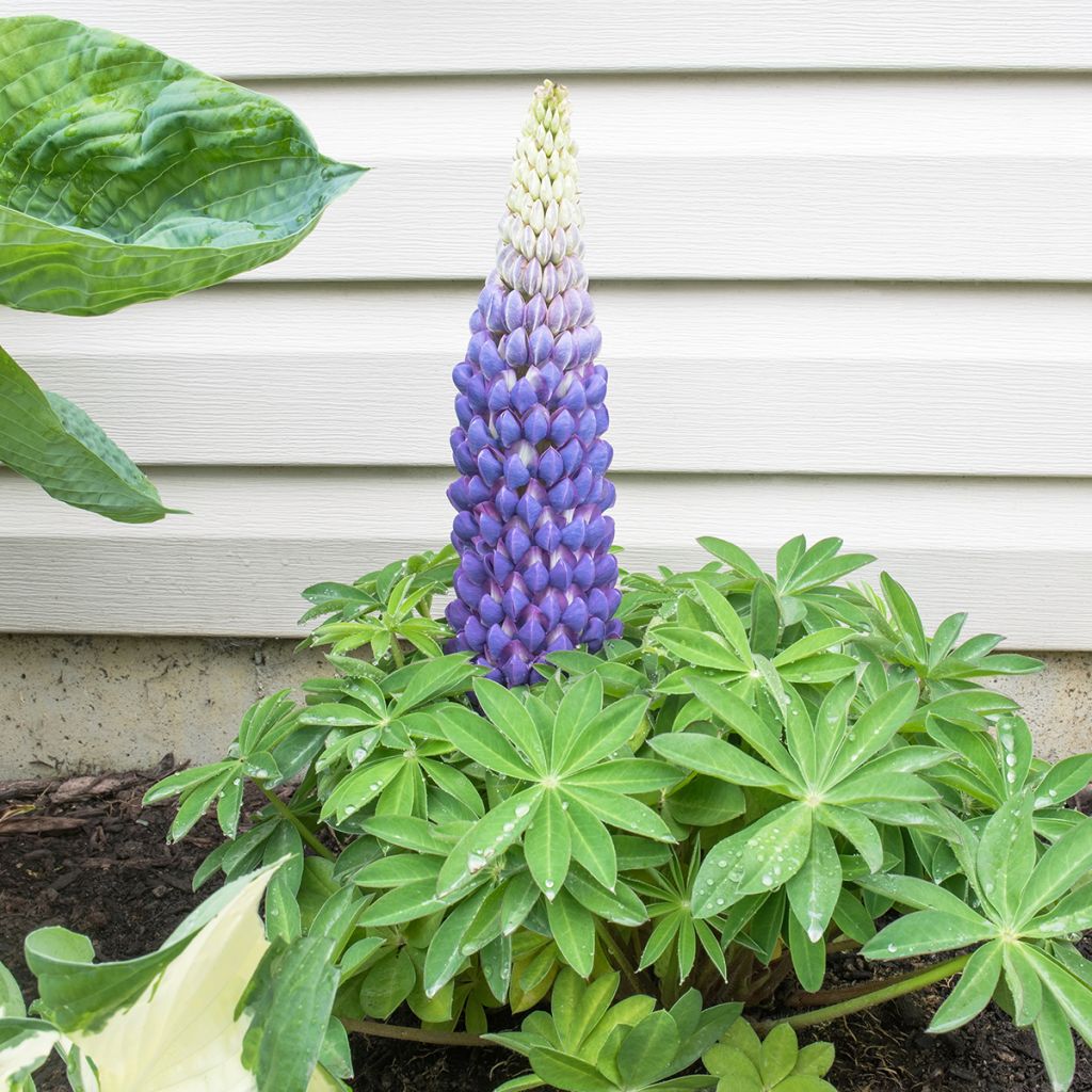 Staudenlupine West Country Persian Slipper