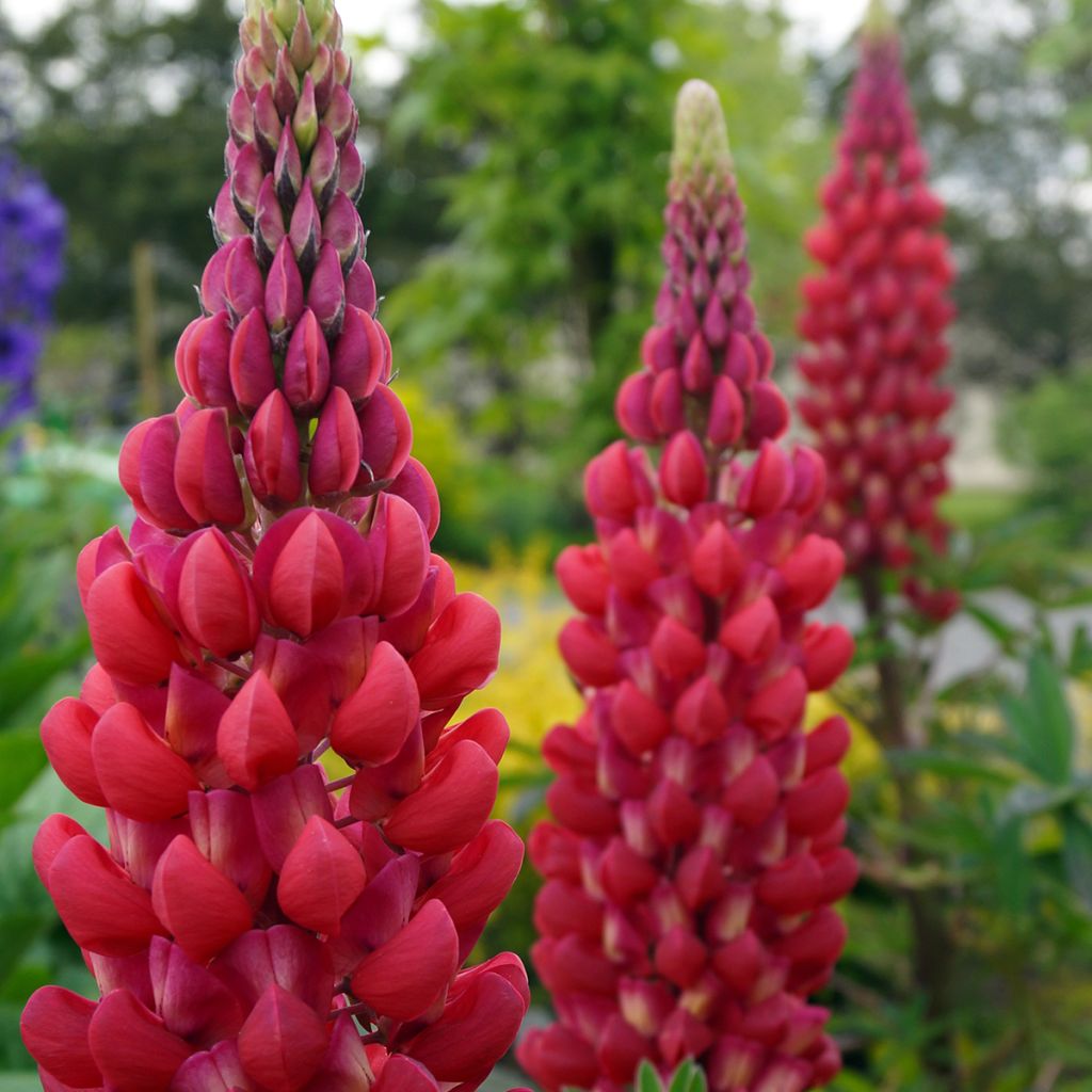 Staudenlupine West Country Red Rum