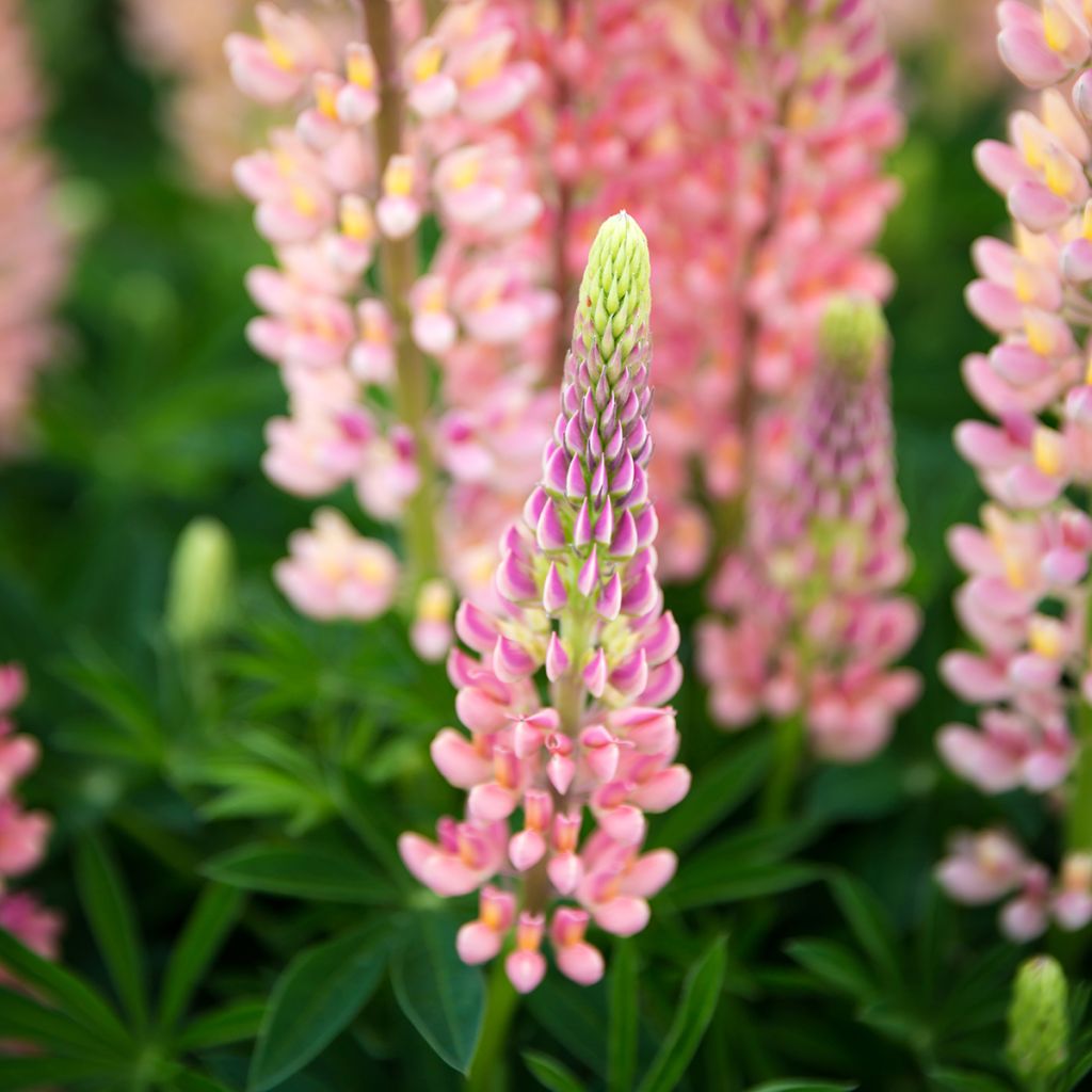 Staudenlupine West Country Salmon Star