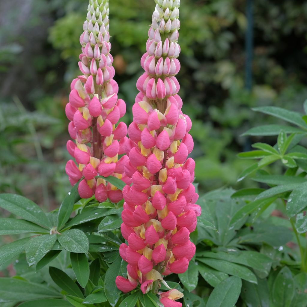 Staudenlupine West Country Tequila Flame