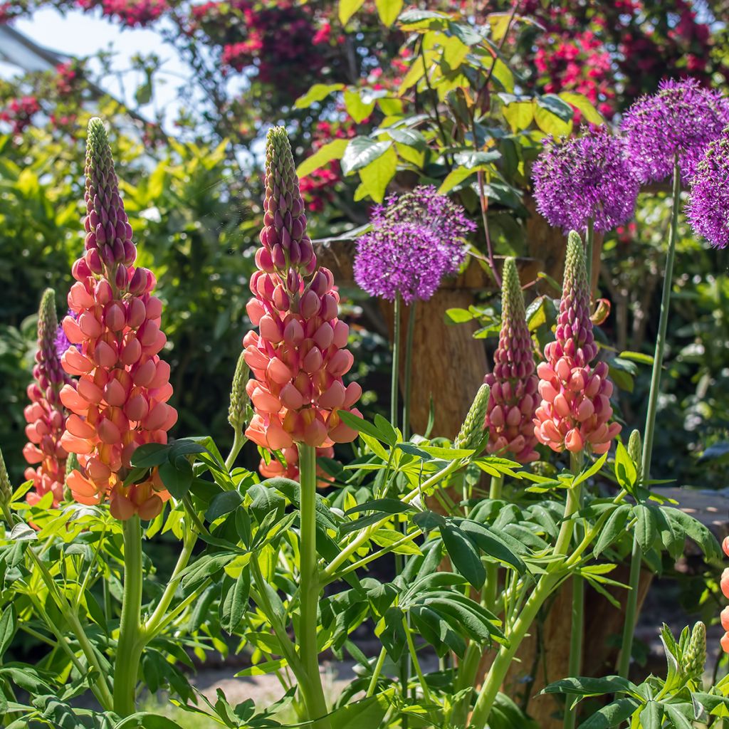 Staudenlupine West Country Terracotta