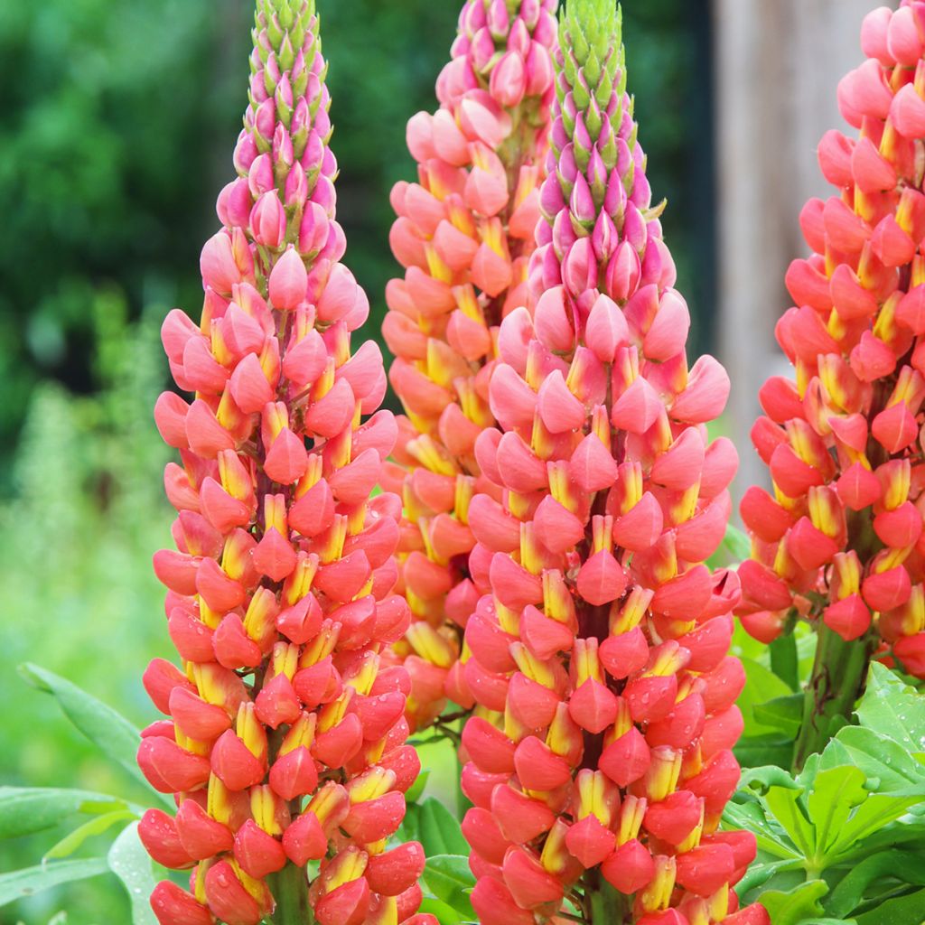 Staudenlupine West Country Terracotta