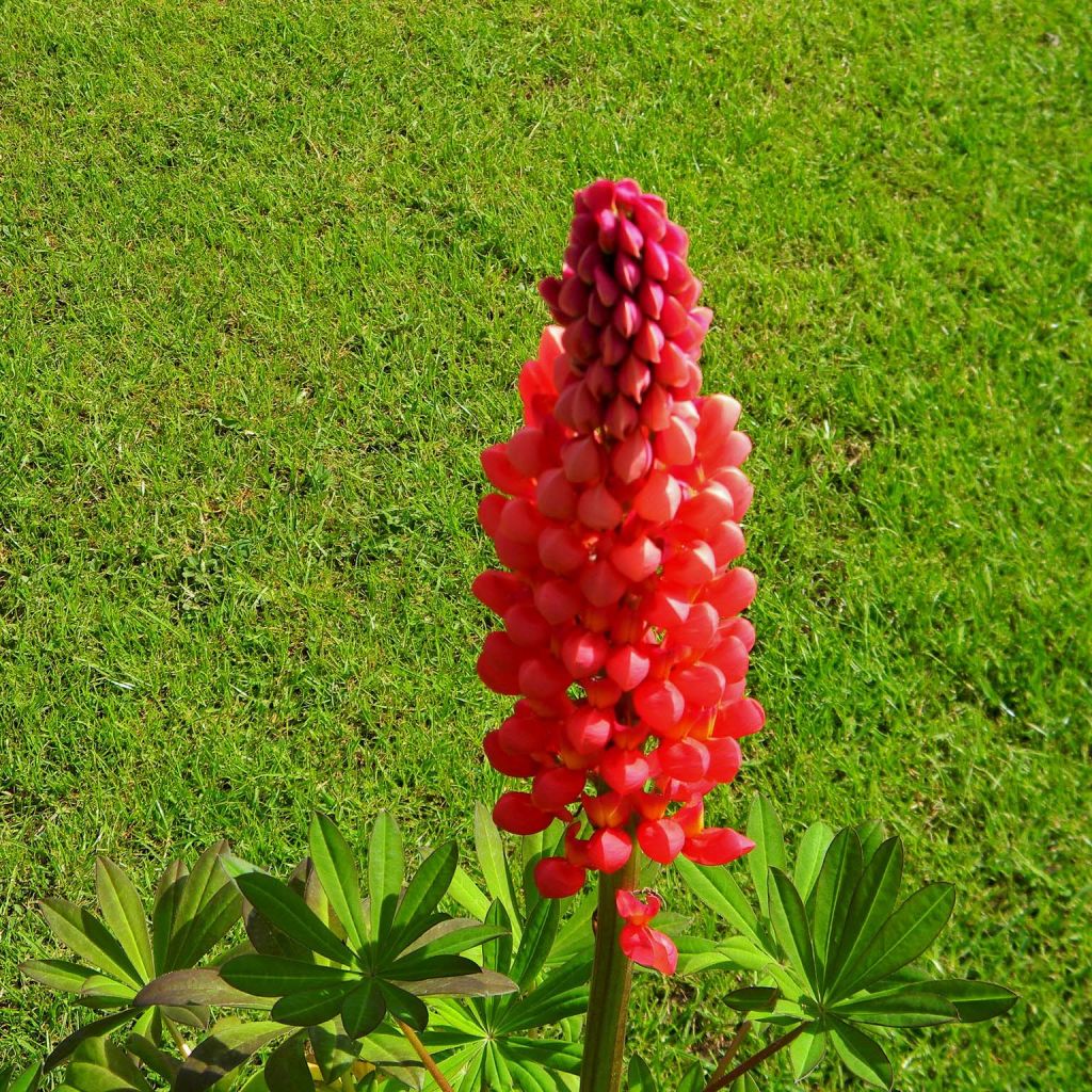 Staudenlupine West Country Towering Inferno