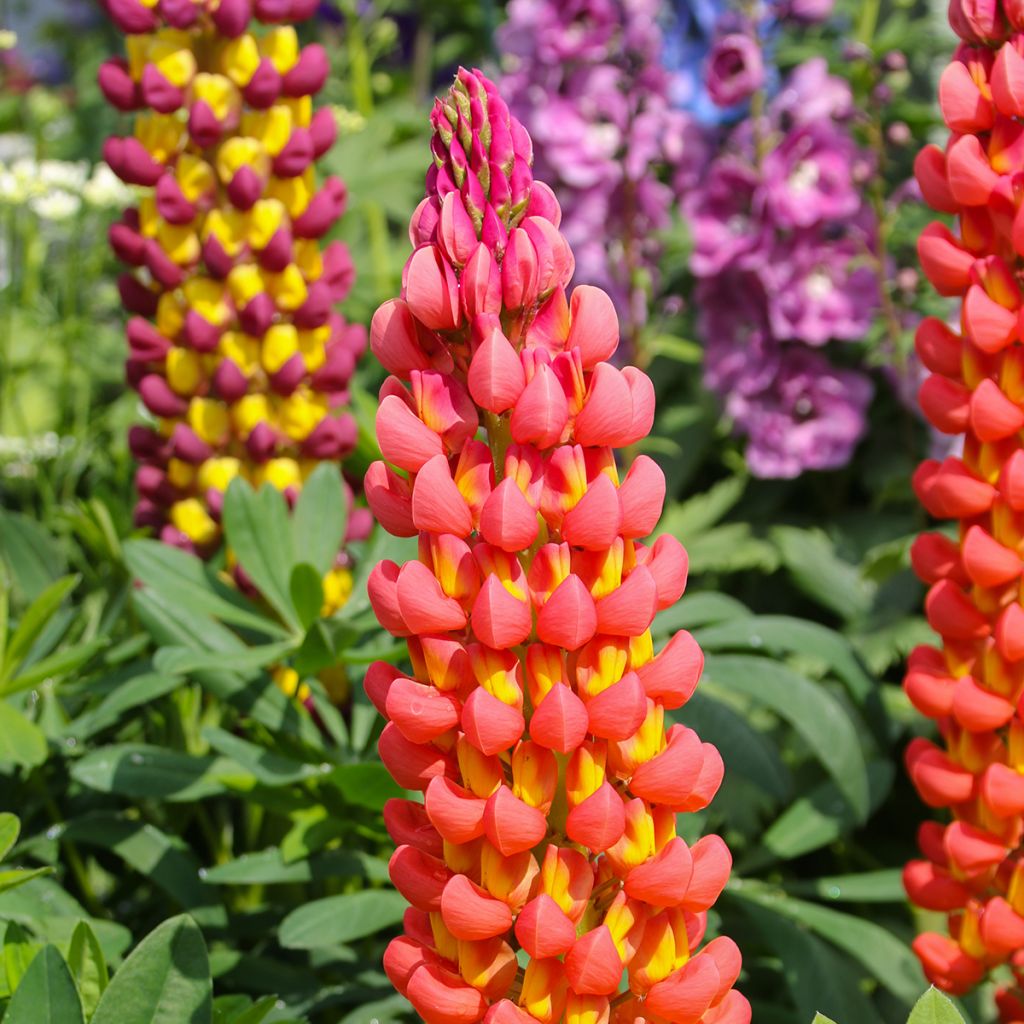 Staudenlupine West Country Towering Inferno