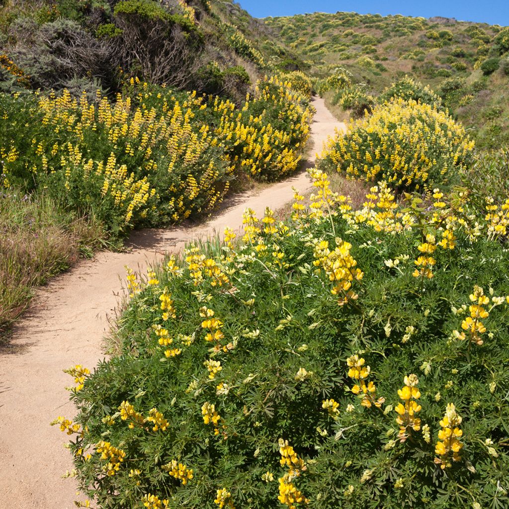 Baum-Lupine - Lupinus arboreus