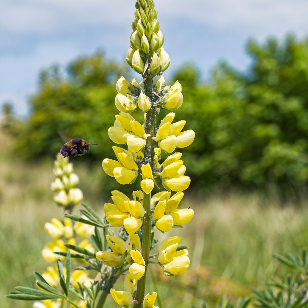 Baum-Lupine - Lupinus arboreus