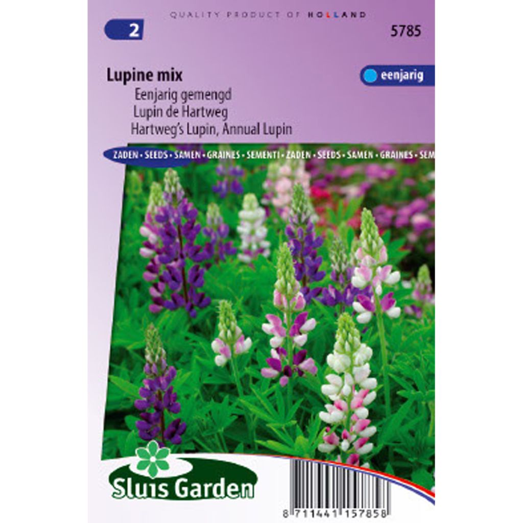 Lupine (Samen) - Lupinus hartwegii