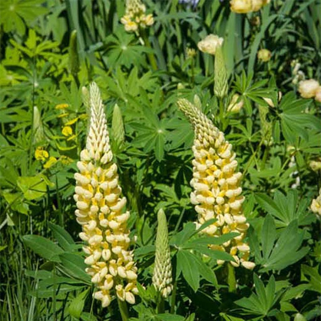 Staudenlupine Chandelier